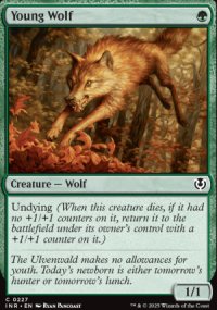 Young Wolf - 