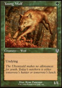 Young Wolf - 